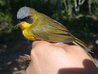 masked yellowthroat male