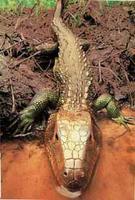 Teiid Dracaena So. America Aquatic Eats snails