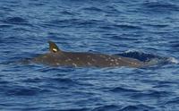 Adult male Blainville's beaked whale with satellite transmitter (c) R.W. Baird.