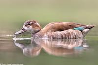 002674 - Callonetta leucophrys (Ringed Teal)