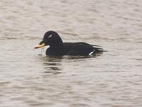 Velvet Scoter at           Kirton Marsh - January 1995 © N Smith