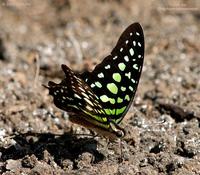 Tailed Jay