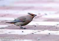 Fig. 14. Japanese Waxwing : 홍여새