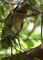 Rufous Night-Heron