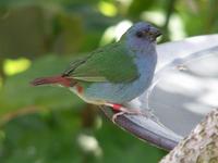 Tricolored Parrotfinch