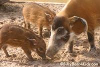 Red River Hog