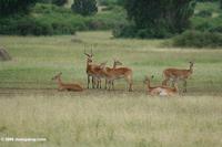 Ugandan kob hanging out in the savanna