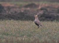 Sociable Plover Vanellus gregarius