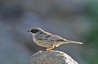 Radde's Accentor, Prunella ocularis