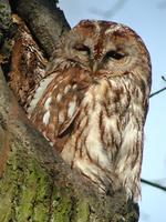 Tawny Owl (Strix aluco)