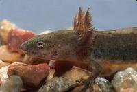 : Ambystoma macrodactylum; Long-toed Salamander