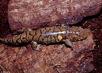 : Ambystoma tigrinum tigrinum; Eastern Tiger Salamander