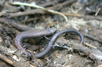 : Batrachoseps nigriventris; Black-bellied Slender Salamander