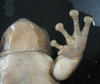 : Bokermannohyla martinsi; Martins' Treefrog