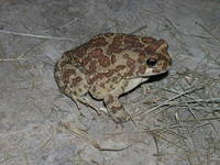 : Bufo mauritanicus