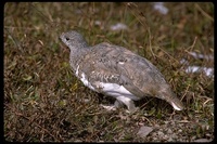 : Lagopus leucurus; White-tailed Ptarmigan