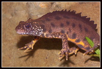 : Triturus carnifex