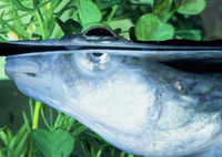 : Anableps anableps; Four-eyed Fish