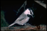 : Parus gambeli; Mountain Chickadee