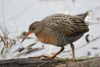 : Rallus longirostris; Clapper Rail