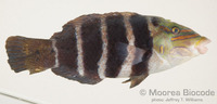 : Hemigymnus fasciatus