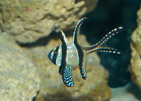 : Pterapogon kauderni; Banggai Cardinalfish