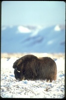 : Ovibos moschatus; Muskox