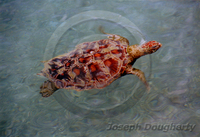 : Chelonia mydas; Green Sea Turtle