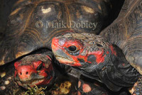 : Chelonoidis carbonaria; Red-footed Tortoise