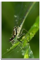 : Coenagrion puella