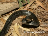 : Dolichophis jugularis