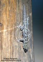 : Lygodactylus sp.; Dwarf Gecko