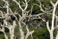 Dendrocygna javanica  Lesser Whistling Duck photo