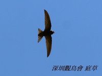 Hirundo rupestris Crag Martin 岩燕 089-080