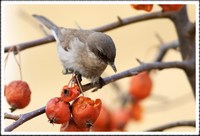 쇠흰턱딱새 - Lesser Whitethroat