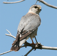 'Steppe' Merlin