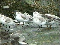 Sanderlings