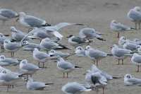 Franklin's Gull (Larus pipixcan)