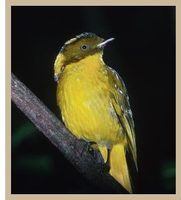 Golden Bowerbird (Prionodura newtoniana)