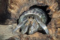 Paguridae