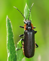 Cantharis obscura