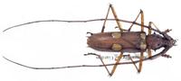 Eburia consobrinoides