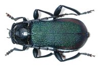 Ropalopus ungaricus