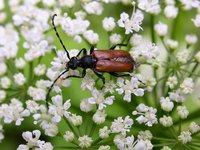 Paracorymbia maculicornis