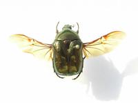 Protaetia cuprea obscura var. conspersa
