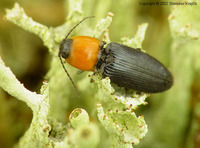 Cardiophorus gramineus