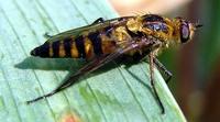 Thereva nobilitata