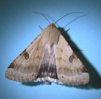 Heliothis peltigera - Bordered Straw