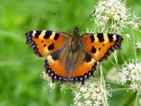 Aglais urticae urticae - Small Tortoiseshell