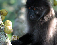 Gray-cheeked mangabey (Lophocebus albigena johnstoni)